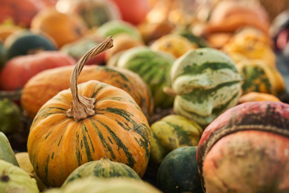 Pumpkin patch