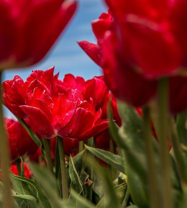 Red tulips
