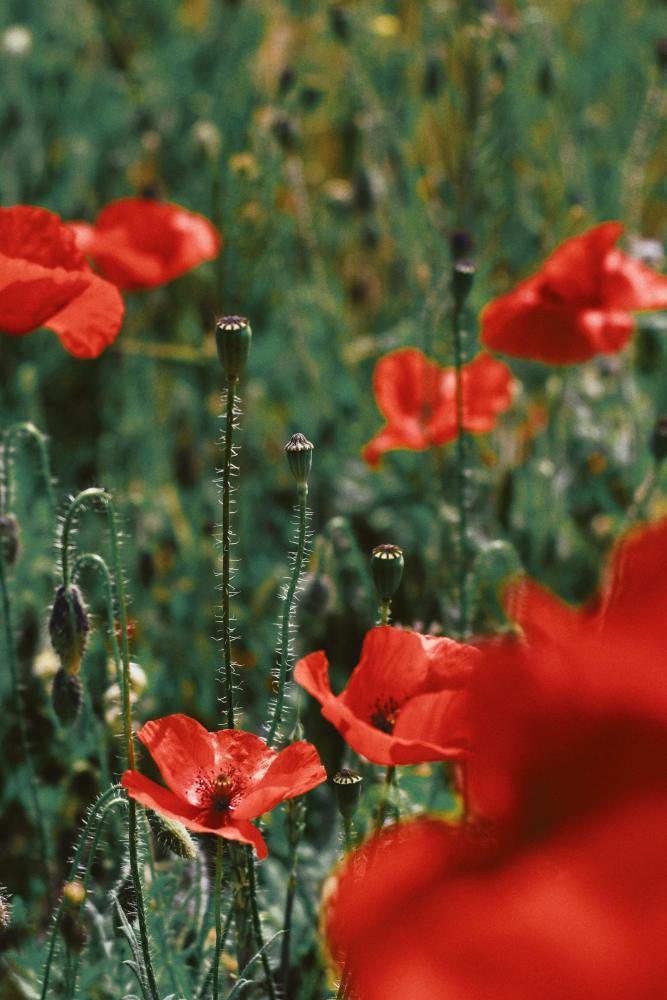 Poppies in field