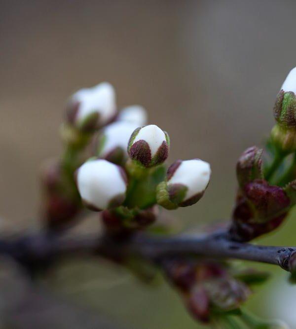 Apple blossoms on a tree branch