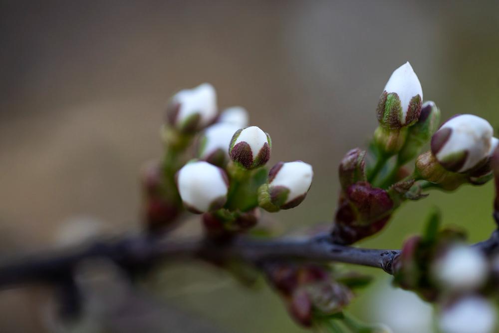Apple blossoms on a tree branch
