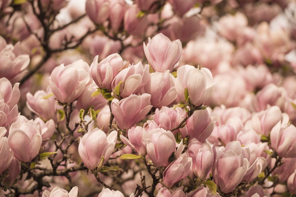 Magnolias blooming