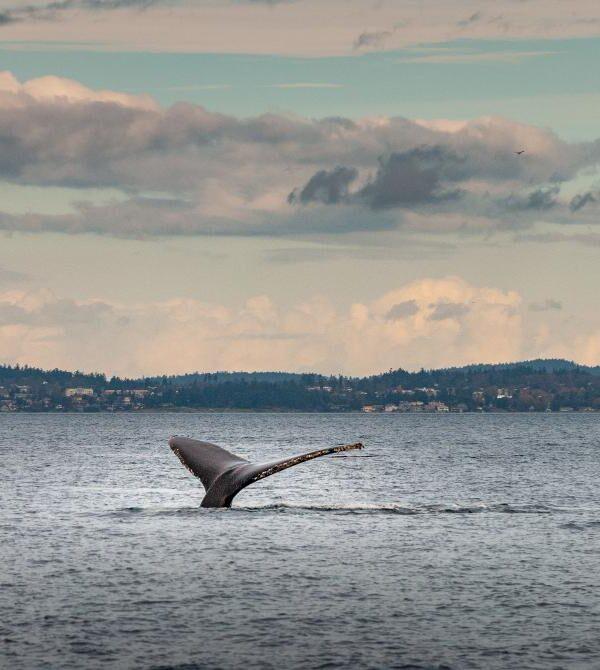 BC ocean and mountains with whale tail