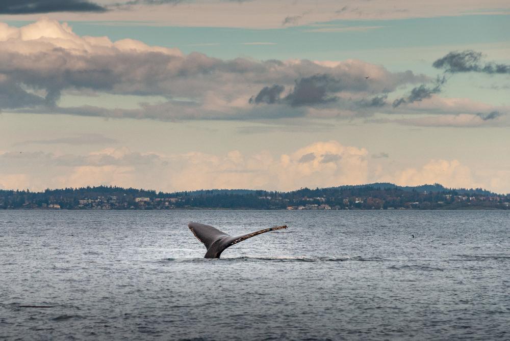 BC ocean and mountains with whale tail